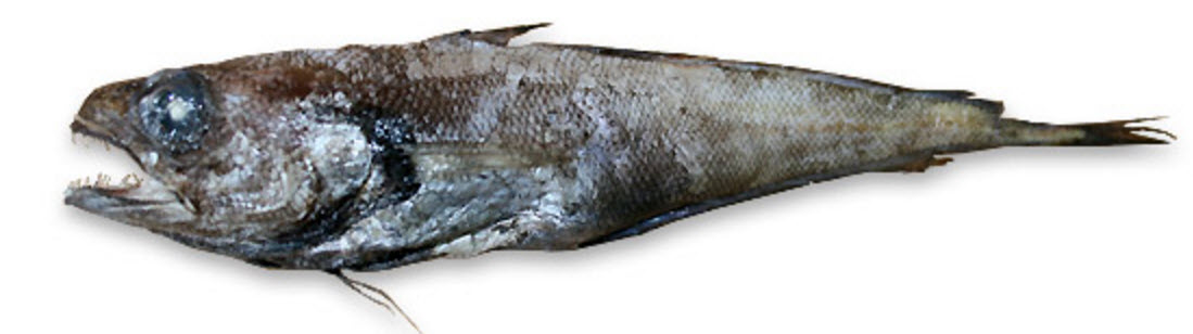 Gadella maraldi_077781